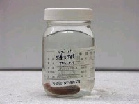 藏品(黑邊天竺鯛)的圖片